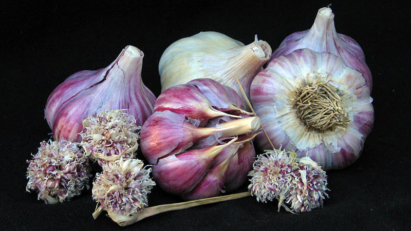 Savory and Fresh: Garlic for Sale in Alberta